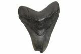Partial Megalodon Tooth - South Carolina #214718-1